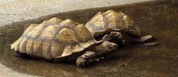 turtles-galapagos-tortoise-1584790.jpg