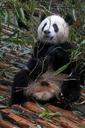 panda-giant-panda-bear-white-black-655492.jpg