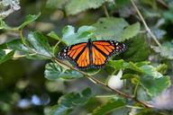 monarch-butterfly-insect-nature-1539950.jpg