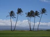 palm-trees-hawaii-holiday-404030.jpg