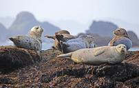 seals-resting-rock-ocean-wildlife-902509.jpg