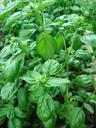 basil-herbs-spices-green-basil-494751.jpg