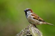 sparrow-bird-songbird-nature-958263.jpg