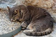 grey-tabby-cat-sleeping-pebbles-13966.jpg