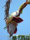 banana-inflorescence-plant-tropical-138872.jpg