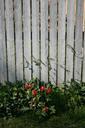 tomatoes-fence-vegetable-vegetables-79036.jpg