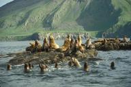 Sea lions (1).jpg