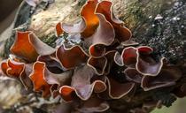 fungus-brown-white-twisted-fluted-1054670.jpg