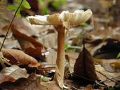 fungi-nature-1043962.jpg