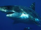 great-white-shark-shark-jaws-fish-398276.jpg