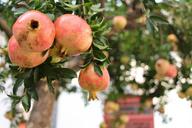 pomegranate-fruit-memorial-989551.jpg