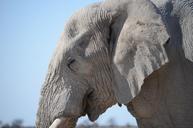 elephant-wilderness-animal-839097.jpg