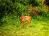 deer-fawn-animal-forest-woods-301915.jpg