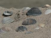 shell-beach-sea-249988.jpg