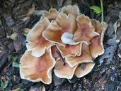 fungi-mushroom-forest-floor-fungus-274552.jpg