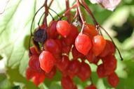 berries-red-rowanberries-nature-247379.jpg