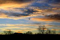 sunset-bird-flying-landscape-649681.jpg