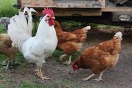 rooster-chicken-hen-peck-farming-1001892.jpg