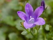 violet-violaceae-flower-1547319.jpg