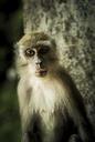 monkey-ape-primate-malaysia-535472.jpg