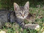 kitten-cat-pets-mietze-cat-face-101342.jpg