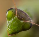 praying-mantis-insect-animal-mantis-1279754.jpg