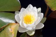 water-lilies-nymphaea-lake-rose-455218.jpg