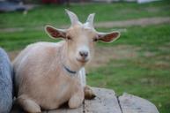 goat-meadow-nature-animal-671080.jpg