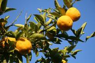 lemons-fruit-citrus-rounded-fresh-183568.jpg