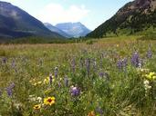 wildflowers-mountains-142900.jpg