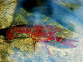 crayfish-american-crab-river-971218.jpg