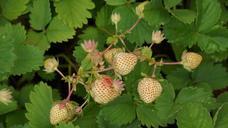 strawberry-berry-matures-raw-142355.jpg