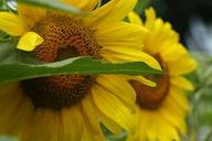 sunflower-flower-summer-nature-986530.jpg