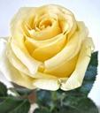 yellow-rose-fragrant-garden-flower-696621.jpg