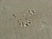 dog-prints-footprints-sand-beach-17050.jpg