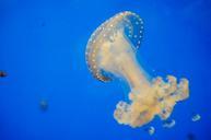 jellyfish-blue-aquarium-ocean-sea-427937.jpg