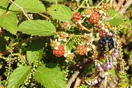 blackberries-heide-heather-forest-1537214.jpg