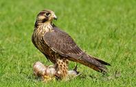 falcon-wildpark-poing-prey-access-1329633.jpg