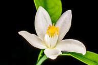 orange-blossom-small-flower-white-278835.jpg