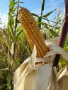 corn-corn-on-the-cob-corn-kernels-60106.jpg