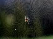 spider-web-arachnid-insect-horror-933053.jpg