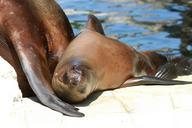 sea-lion-young-animal-zoo-1213634.jpg