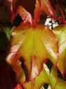 wine-partner-vine-autumn-leaf-color-482413.jpg