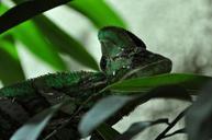 chameleon-reptile-animal-green-101103.jpg