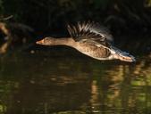 geese-animals-goose-water-swim-348076.jpg