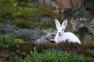 arctic-hare-mountain-hare-polar-828994.jpg