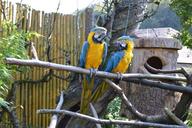 ara-parrot-bird-birds-parrots-1595846.jpg