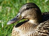 mallard-female-anas-platyrhynchos-357795.jpg