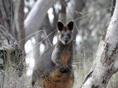 swamp-wallaby-kangaroo-standing-1575016.jpg