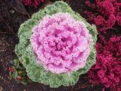 ornamental-cabbage-leaves-kraus-779944.jpg